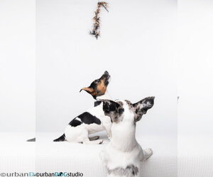 Bonded pair - Peach & Sprout - Female Jack Russell Terrier-Unknown Mix Dog for Adoption - Photo #5