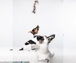Small Photo #5 Jack Russell Terrier-Unknown Mix Puppy For Sale in Tampa, FL, USA