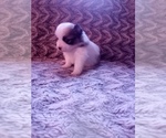 Small #24 Pomeranian