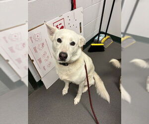 Labrador Retriever-Unknown Mix Dogs for adoption in Corpus Christi, TX, USA