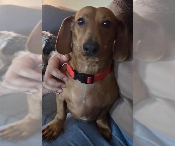 Medium Photo #2 Dachshund Puppy For Sale in Los Angeles, CA, USA