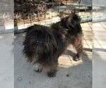 Small #1 Mutt
