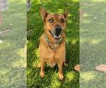 Small Photo #7 Mutt Puppy For Sale in Lake Forest, CA, USA