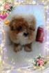 Small Photo #2 Bichon Frise Puppy For Sale in DOUGLAS, GA, USA