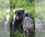 Small Photo #6 Weimaraner Puppy For Sale in HEMLOCK, MI, USA