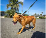 Small #3 Labrador Retriever Mix