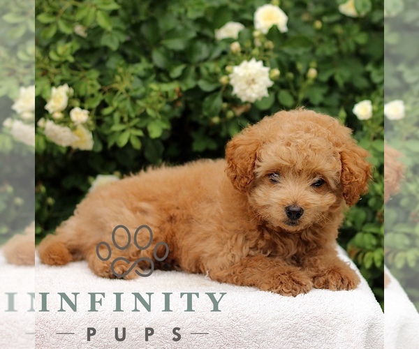 Medium Photo #4 Cavapoo Puppy For Sale in PARADISE, PA, USA