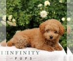 Small #3 Cavapoo