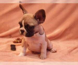 French Bulldog Puppy for sale in STATESVILLE, NC, USA