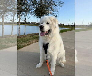 Great Pyrenees Dogs for adoption in Houston, TX, USA