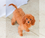 Small Photo #7 Cavapoo Puppy For Sale in SYRACUSE, IN, USA