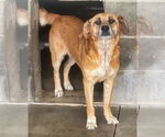 Small #5 Retriever  Mix