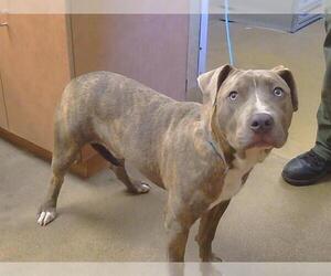 Mutt Dogs for adoption in Sacramento, CA, USA