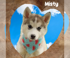 Pomsky Puppy for sale in VENUS, PA, USA