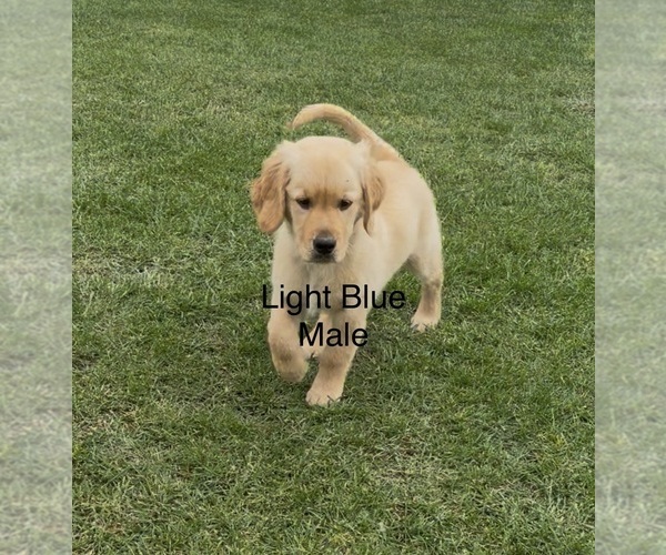 Medium Photo #9 Golden Retriever Puppy For Sale in DENAIR, CA, USA