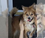 Small #6 Pomeranian Mix
