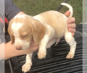 Beagle Puppy for sale in HARVIELL, MO, USA