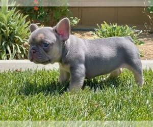 French Bulldog Dog for Adoption in LOS ANGELES, California USA