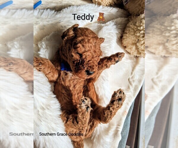 Medium Photo #3 Goldendoodle (Miniature) Puppy For Sale in GASTONIA, NC, USA