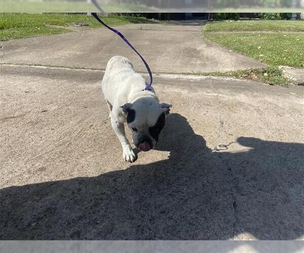 Medium Photo #1 French Bulldog Puppy For Sale in Houston, TX, USA