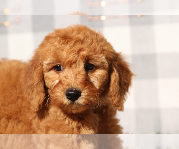 Medium Photo #1 Goldendoodle (Miniature) Puppy For Sale in MARIETTA, GA, USA