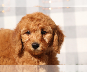 Goldendoodle (Miniature) Puppy for sale in MARIETTA, GA, USA
