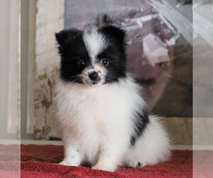Pomeranian Puppy for sale in FREDERICKSBG, OH, USA