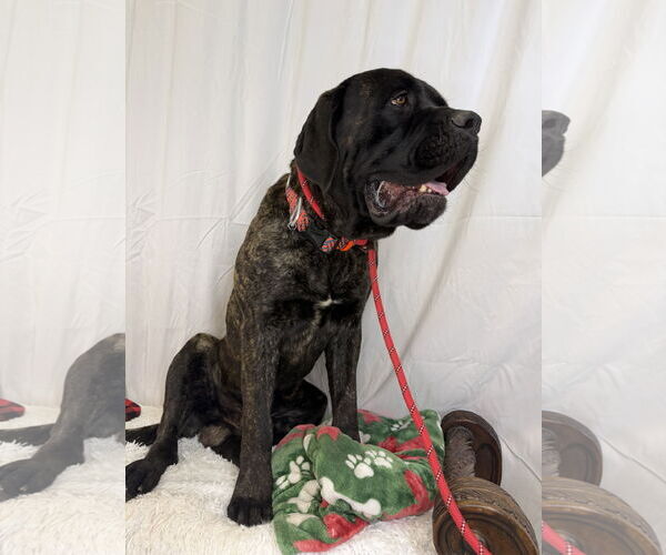 Medium Photo #6 Mutt Puppy For Sale in Goodyear, AZ, USA