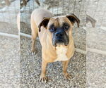 Small #8 Boxer