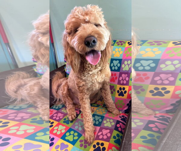 Medium Photo #1 Goldendoodle Puppy For Sale in Pacolet, SC, USA