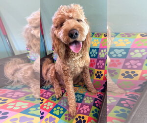 Goldendoodle Dogs for adoption in Pacolet, SC, USA