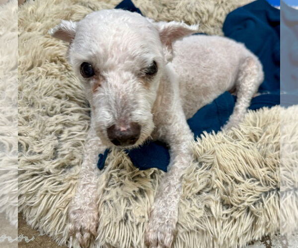 Medium Photo #2 Mutt Puppy For Sale in Boca Raton, FL, USA