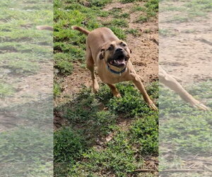 Brownie - Male Black Mouth Cur-Unknown Mix Dog for Adoption - Photo #7