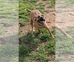 Small Photo #7 Black Mouth Cur-Unknown Mix Puppy For Sale in Orange Grove, TX, USA