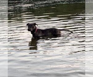 Sasha - Female Plott Hound-Unknown Mix Dog for Adoption - Photo #5