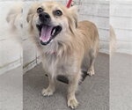 Small Papillon Mix