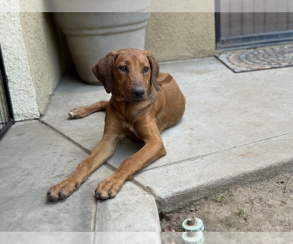 Medium Photo #17 Labrador Retriever-Rhodesian Ridgeback Mix Puppy For Sale in FRESNO, CA, USA