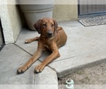 Small #16 Labrador Retriever-Rhodesian Ridgeback Mix