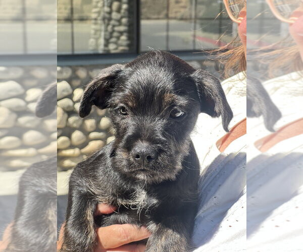 Medium Photo #2 Labrador Retriever-Unknown Mix Puppy For Sale in Dana Point, CA, USA
