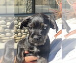 Small #1 Labrador Retriever Mix