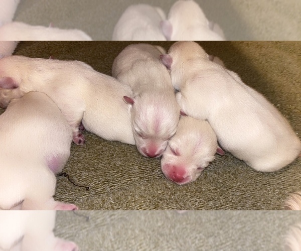 Medium Photo #1 West Highland White Terrier Puppy For Sale in ROSHARON, TX, USA