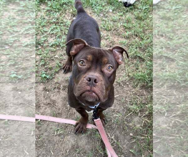 Medium Photo #3 Bullboxer Pit Puppy For Sale in Millersville, MD, USA