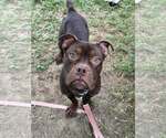 Small #2 Bullboxer Pit