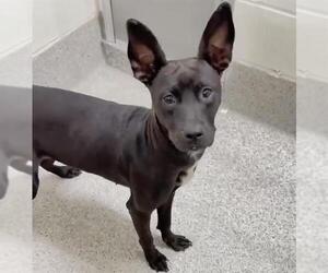 Labrador Retriever-Unknown Mix Dogs for adoption in Houston, TX, USA