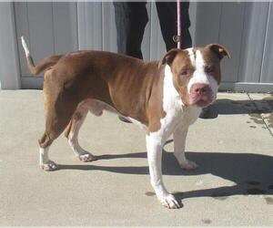 American Pit Bull Terrier Dogs for adoption in Louisville, KY, USA