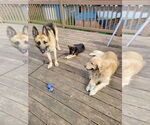 Small #5 German Shepherd Dog Mix