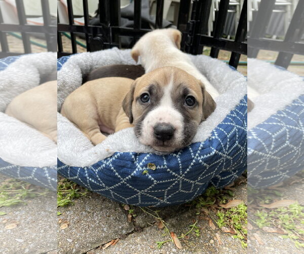 Medium Photo #16 Mutt Puppy For Sale in Derwood, MD, USA