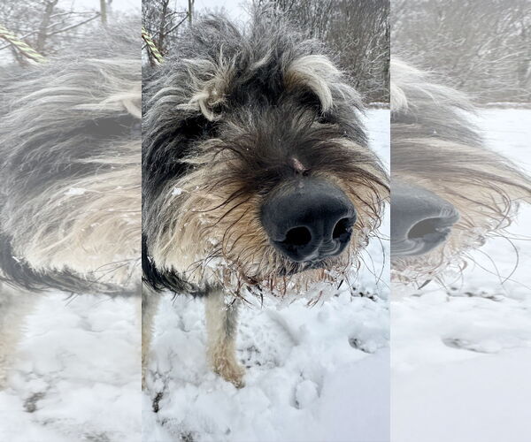 Medium Photo #7 Aussiedoodle Puppy For Sale in Landenberg, PA, USA