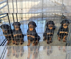 Rottweiler Puppy for Sale in PATTERSON, California USA