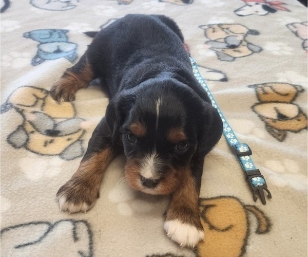 Medium Photo #10 Aussalier Puppy For Sale in ATHOL, ID, USA